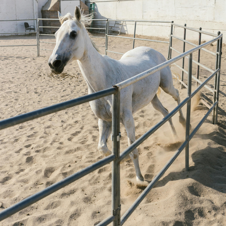 Animal Performance & Traceability